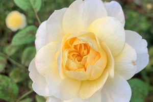 十大爬藤月季排名